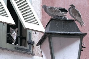 9游app-塞尔维亚女篮在欧洲锦标赛中强势夺冠，实力不容小觑，塞尔维亚女篮球