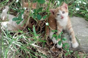 九游社区-弗赖堡后场传控流畅减少失误风险，弗赖堡主场叫什么