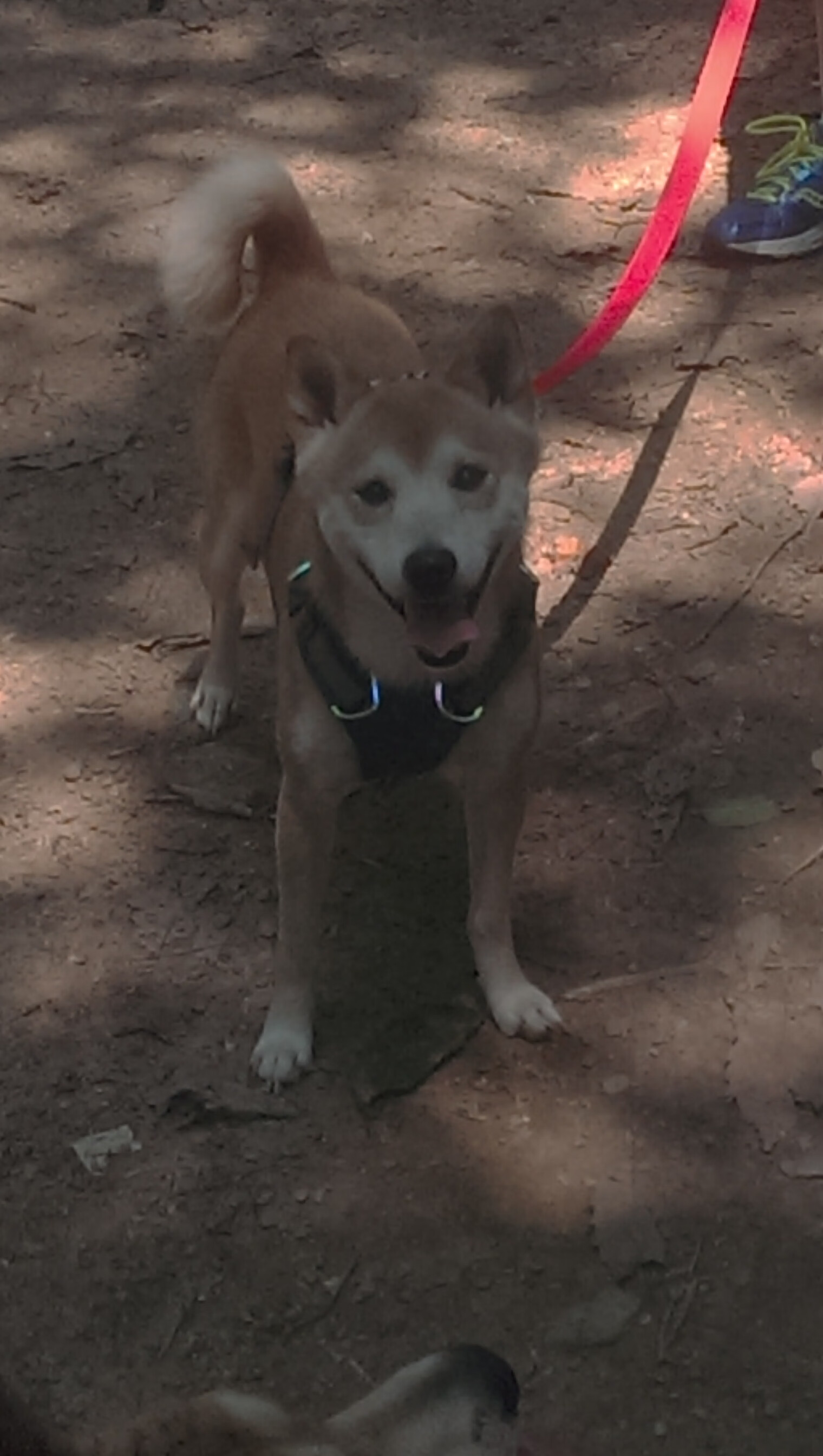 中国三人篮球男队多点开花 攻击火力全开,中国三人篮球男篮