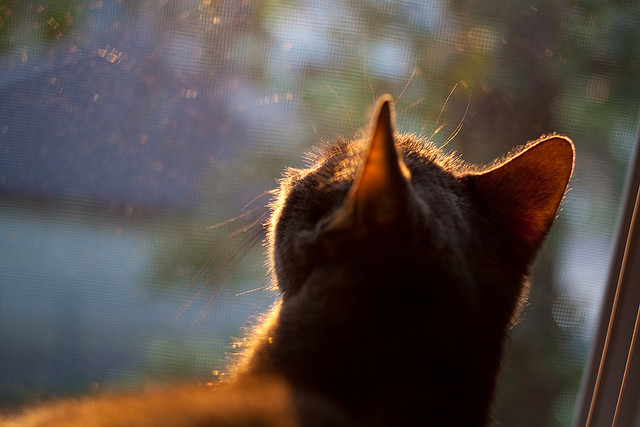 体育新闻中心构建体育赛事数字化内容管理框架，体育 数字化