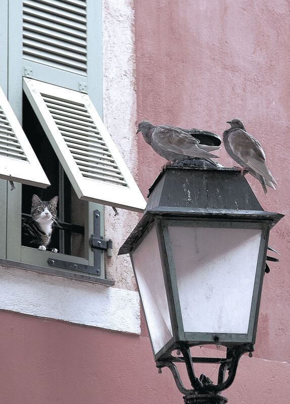 女子拳击国家队主教练谈奥运备战细节,女子拳击名将
