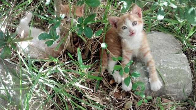 弗赖堡后场传控流畅减少失误风险,弗赖堡主场叫什么