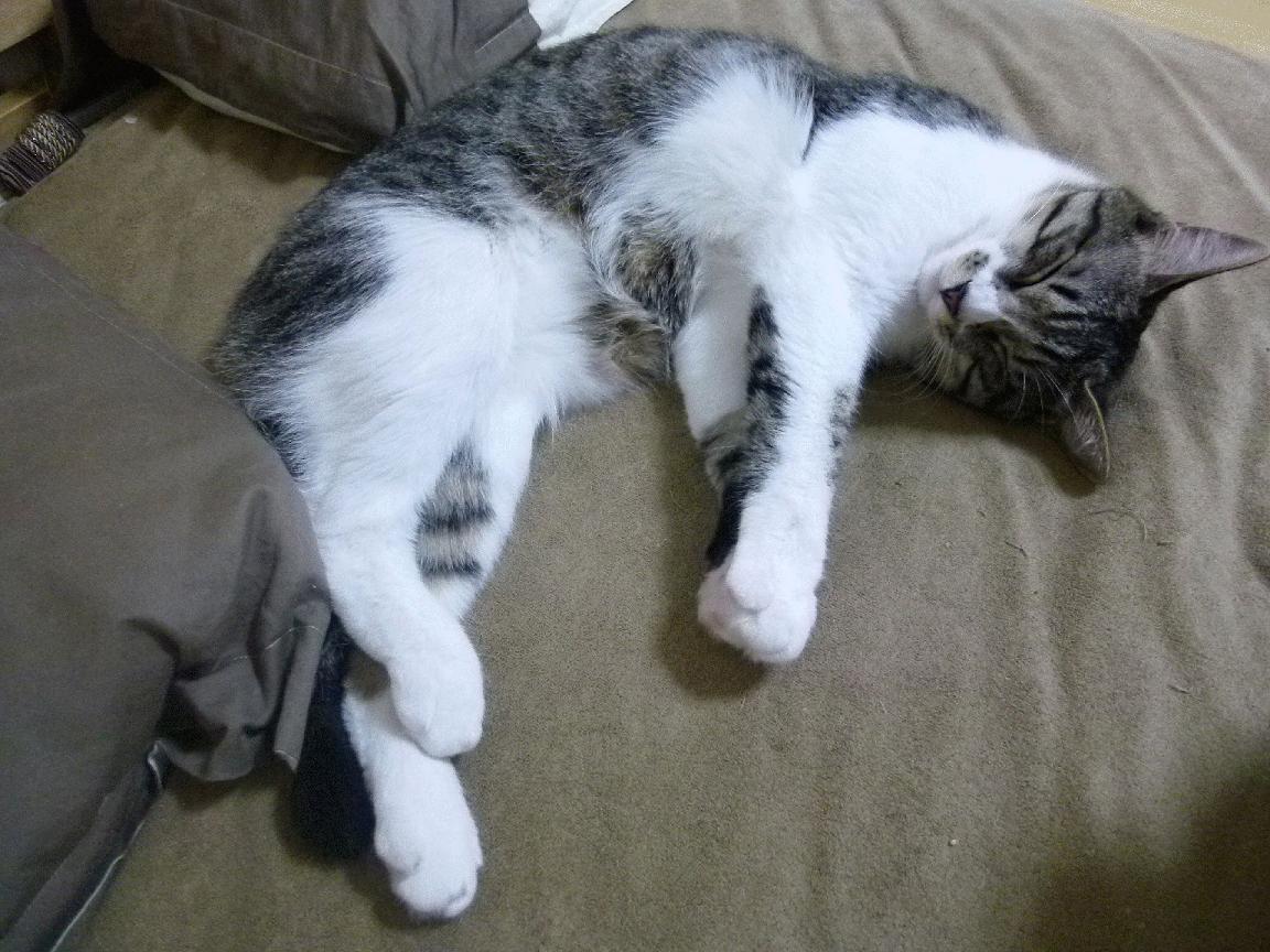 技术雷达图：中美选手蝶泳关键参数对照，蝶泳标准动作