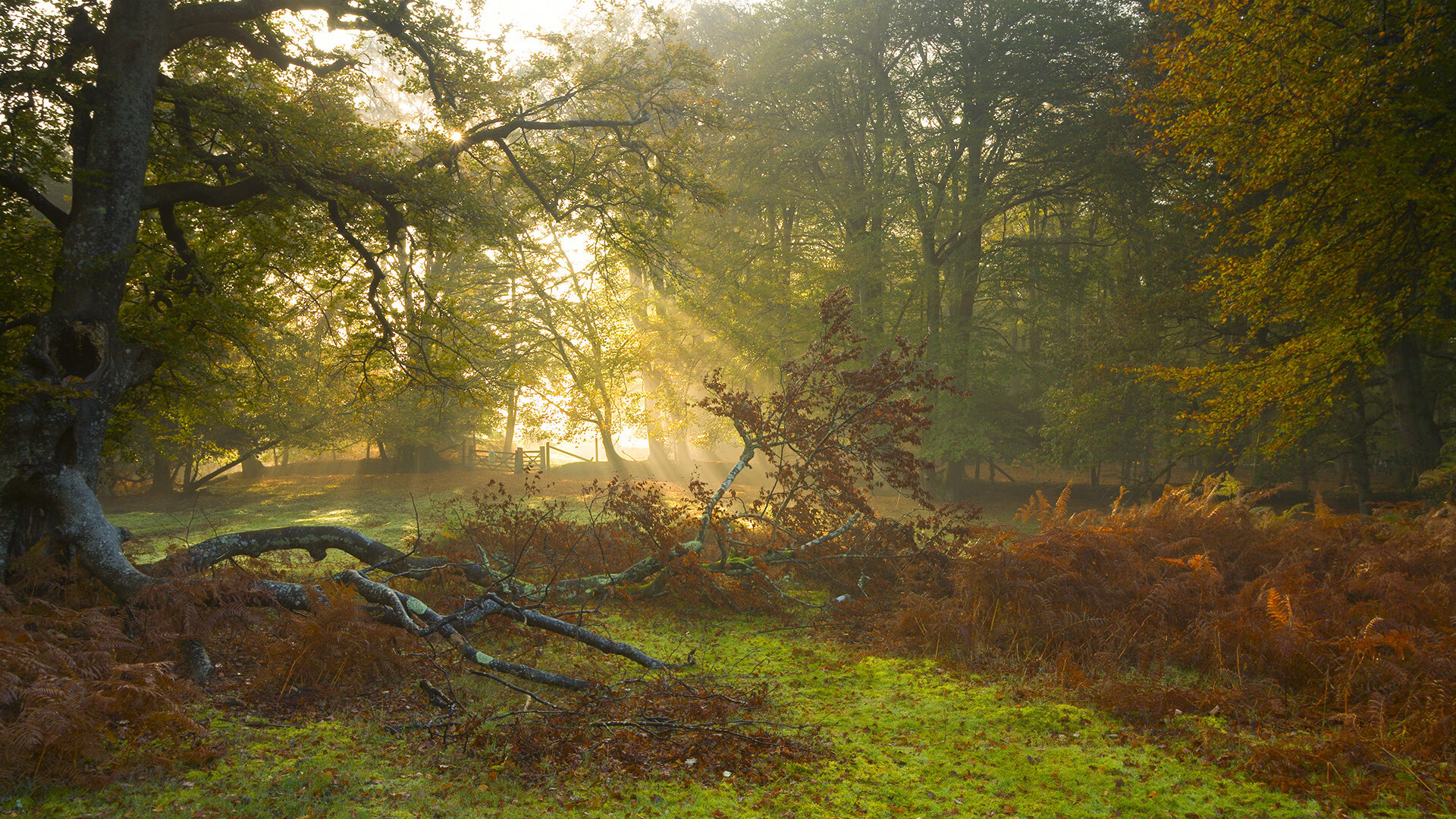 杨瀚森保持健康状态展现出色出勤率,杨瀚森身高