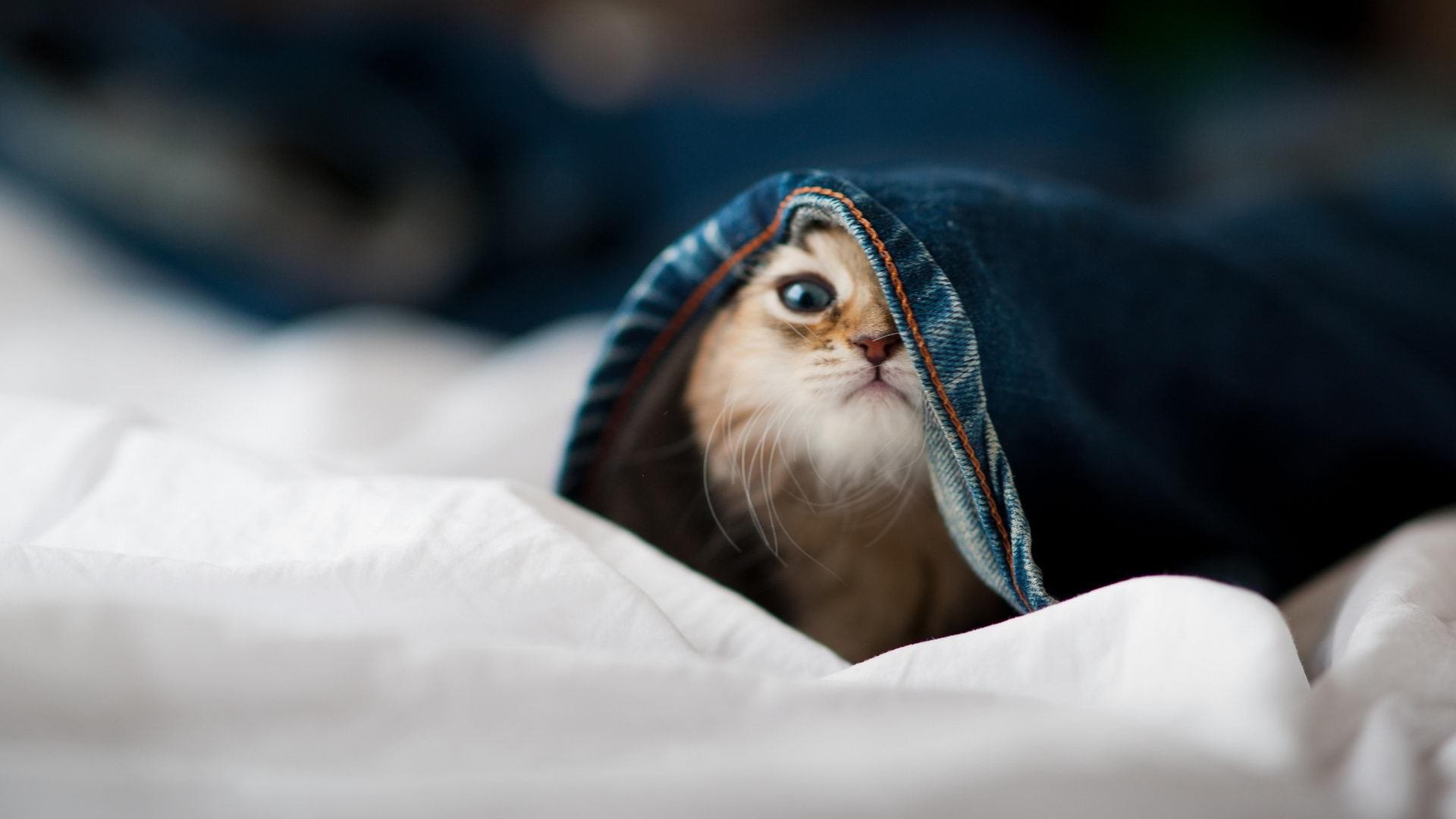 田径赛季激烈角逐短跑项目抢眼，田径短跑比赛规则