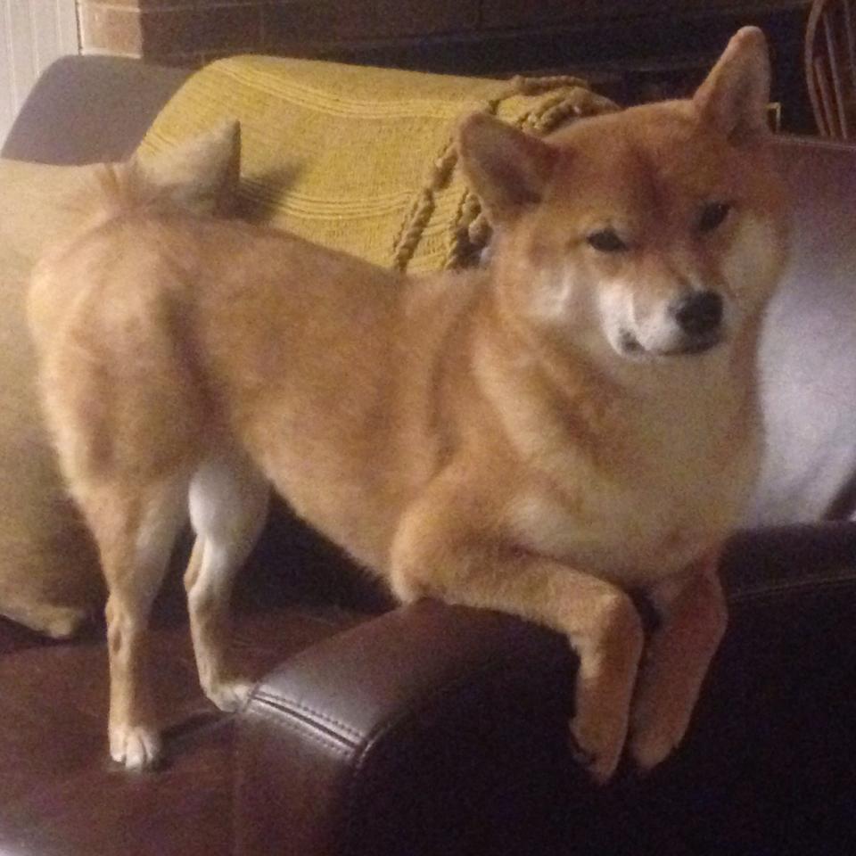 亚美尼亚女篮在欧洲赛场上表现不俗，争取佳绩，亚美尼亚 女