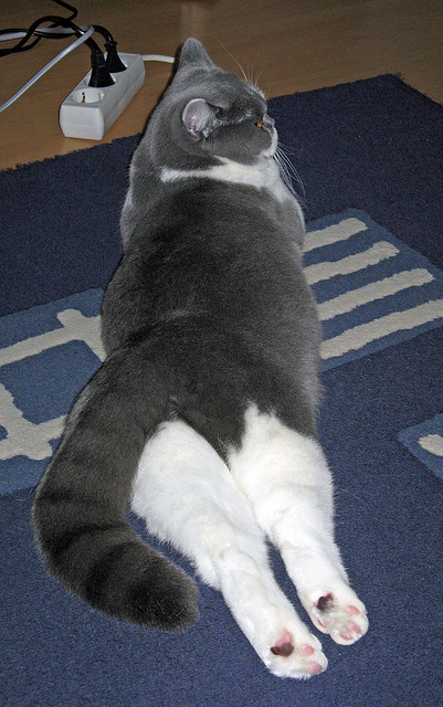 场馆功能区域优化升级多项便民服务提升球迷入场体验满意度,提高场馆利用率的方法