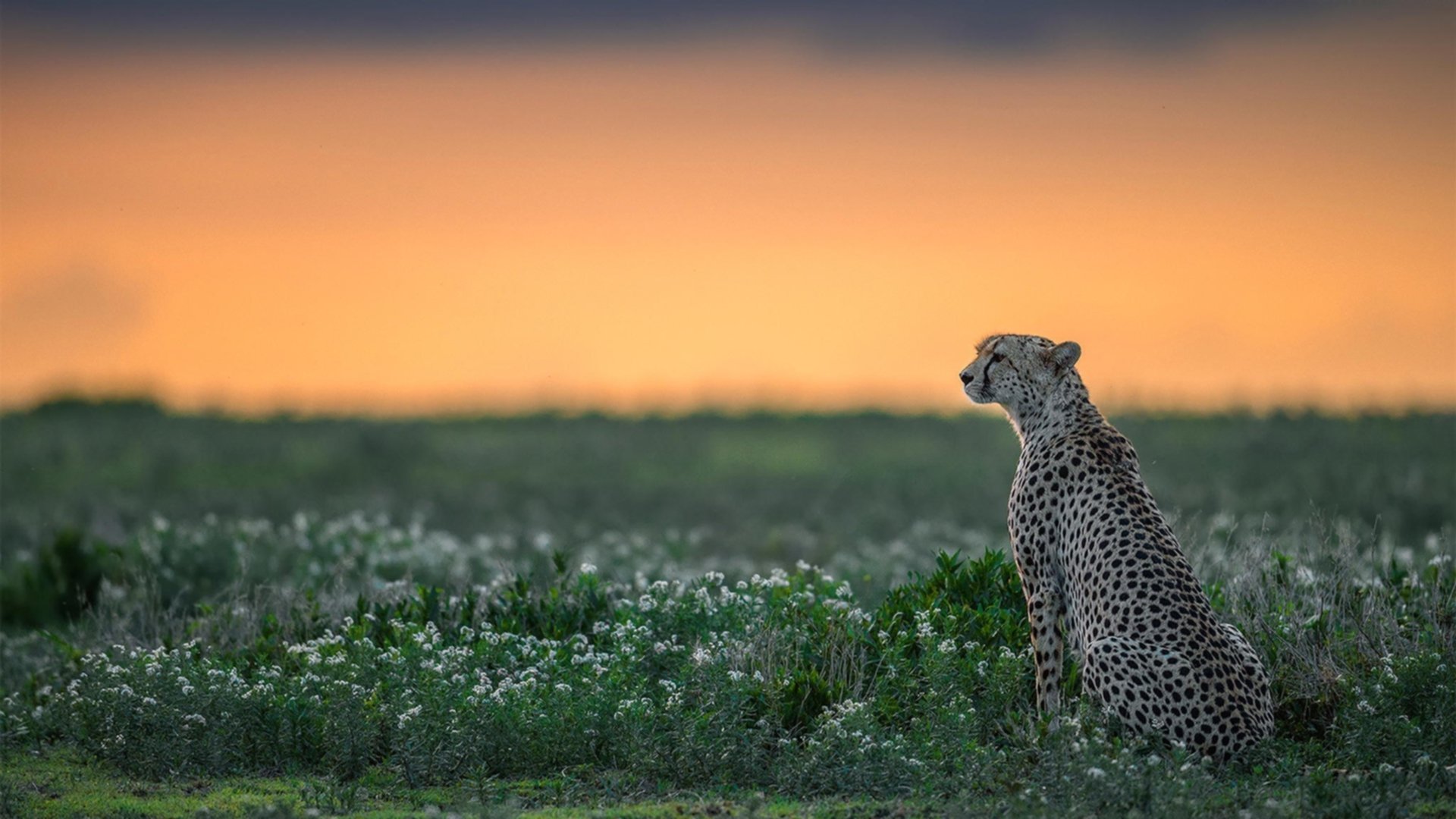 塞尔维亚男篮在欧洲预赛中奋勇追击,冲刺奥运梦想!,塞尔维亚国家男篮